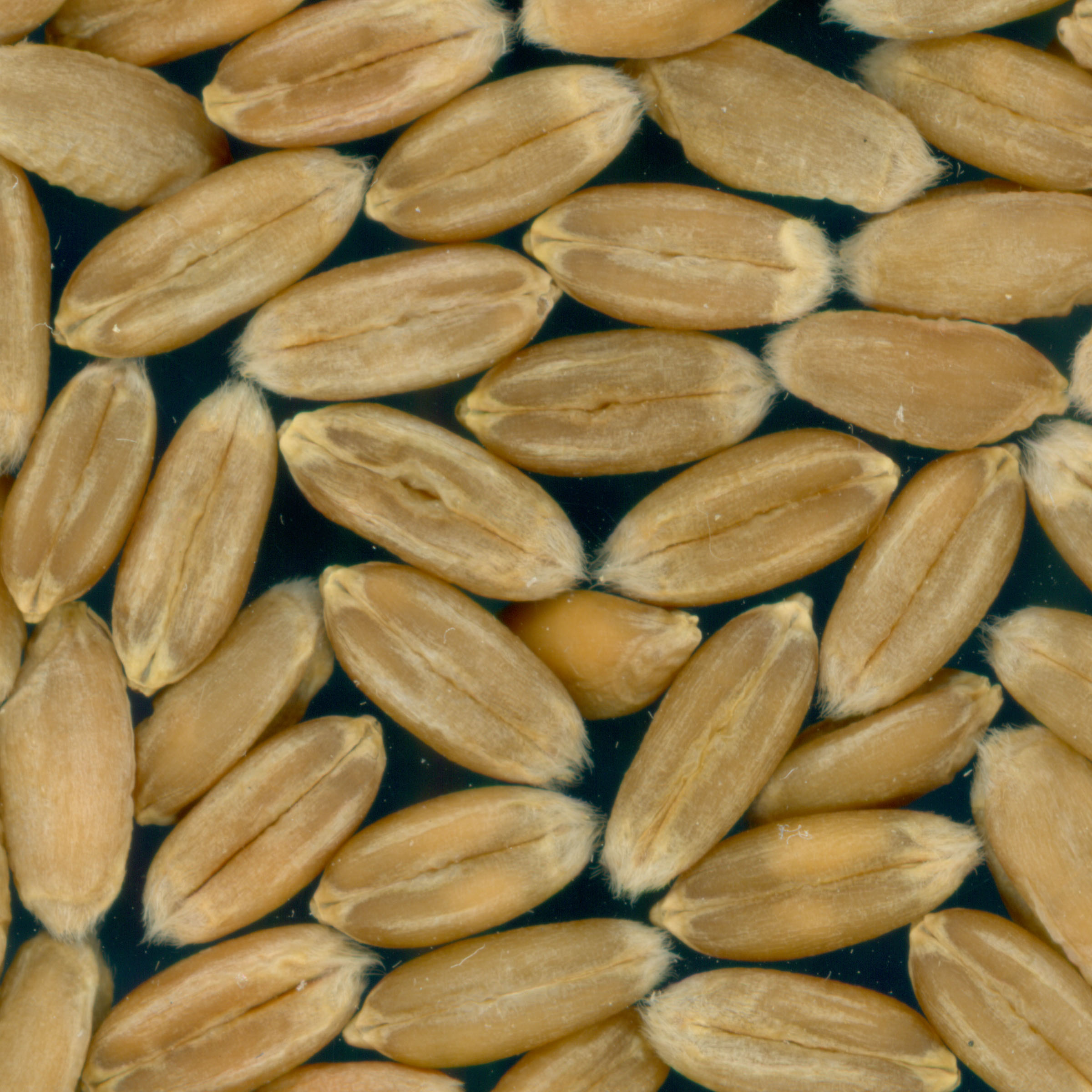Click for 2 image(s) for this accession. KERNELS
